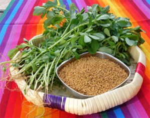 fenugreek-leaves-and-seeds